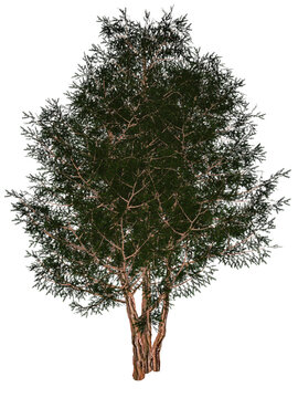English or European yew, taxus baccata tree - 3D render