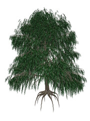 Babylon or weeping willow, salix babylonica tree - 3D render - obrazy, fototapety, plakaty
