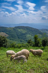 Fototapeta premium Sheeps, lambs on the mountain farm against green grass fields with blue sky and white clouds. Cheeps on the green grass
