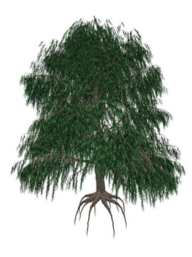 Babylon or weeping willow, salix babylonica tree - 3D render