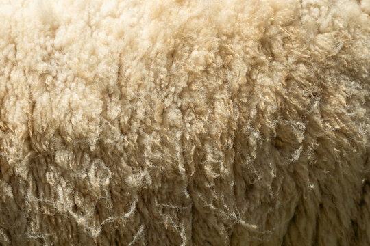 Sheep fur. Wool texture. Closeup background. Sheepskin Background