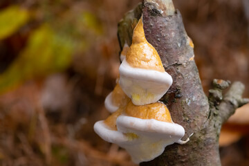 Fomitopsis pinicola is a stem decay fungus on a rotting dead tree. Its conk (fruit body) is known as the red-belted conk. Mushrooms in white and beige ressembling a fairytale dwarfs pointed hat. - obrazy, fototapety, plakaty