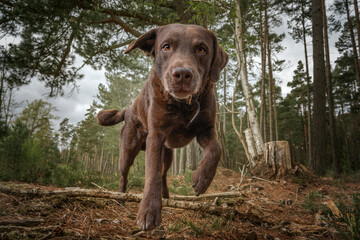 Chocolate Brown Labrador running into the camera in a forest