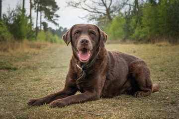 Chocolate Brown Labrador laying down close up looking at the camera in a forest