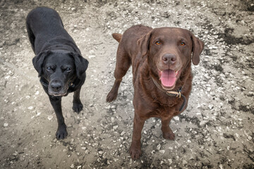 Black Labrador and a Brown Labrador looking up to the camera