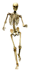 3D Rendering Human Skeleton on White