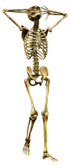 Fototapeta premium 3D Rendering Human Skeleton on White