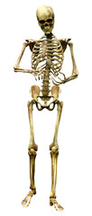 3D Rendering Human Skeleton on White