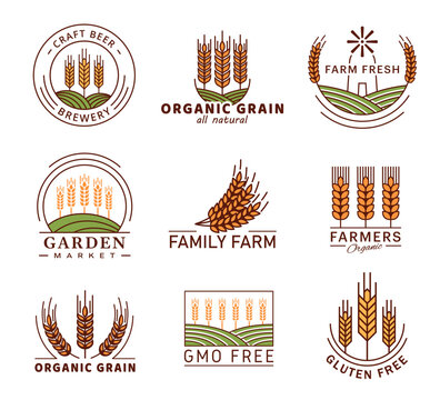 Cereal icons of wheat ear spike, barley or rye millet, vector agriculture farm emblems. Organic garden market and gluten free or GMO free labels for bread or cereal products and beer brewery