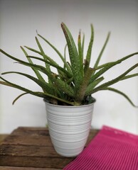 aloe vera plant in a pot on the table