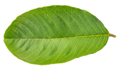 Guava leaf on isolated white background.