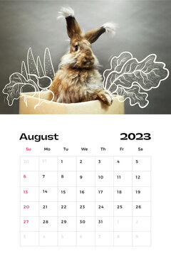 Calendar page for 2023 august year, with photo of rabbit, and illustration elements. A rabbit peeks out of a box, with painted vegetables, on a gray background. Rabbit symbol of 2023.