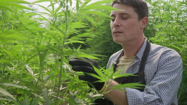 Male cannabis farmer working and checking the health of his plant at his cannabis farm