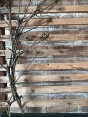 Dry tree on wood background