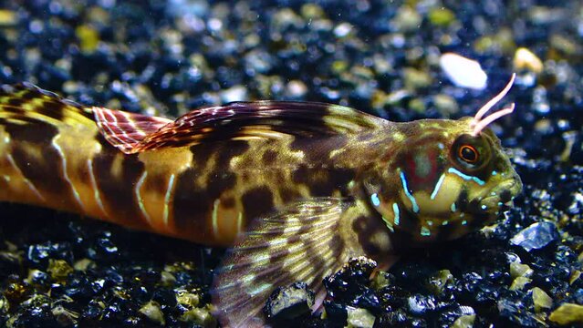 Close-up, male Sphynx blenny (Aidablennius sphynx). Black Sea