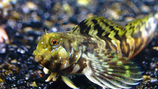 Close-up, female Sphynx blenny (Aidablennius sphynx). Black Sea
