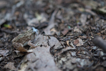 Small amphibian with web stuck to their face