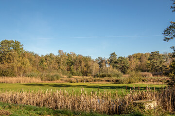 beautiful green landscape with trees in autumn