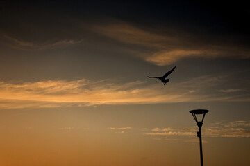 goeland