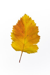 bright autumn leaves on a white, isolated background. colorful postcard on the autumn theme. fading nature close-up. desktop wallpapers. place for text