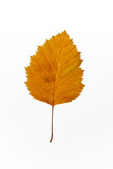 bright autumn leaves on a white, isolated background. colorful postcard on the autumn theme. fading nature close-up. desktop wallpapers. place for text