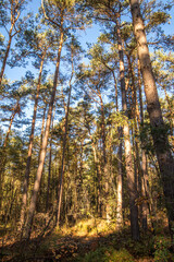 beautiful green landscape with trees in autumn