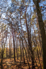 beautiful green landscape with trees in autumn