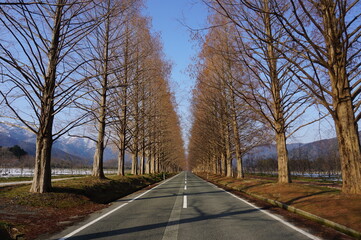 Fototapeta premium Beautiful Metasequoia Tree Avenue in Winter, Takashima City, Shiga Prefecture, Japan