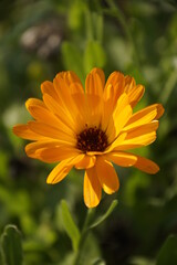 orange flower in the garden