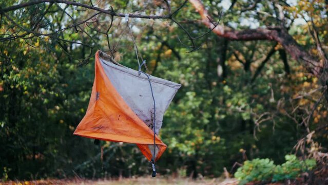 mark for orienteering in the forest. a trip to the autumn forest. journey through the forest indication on the tree.