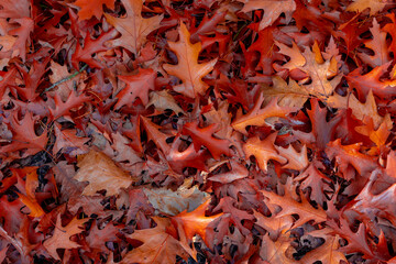 Selective focus of red brown leaves fallen from the tree on the ground in fall, Colourful dried leaf on the floor with free copy space for your text, Nature Autumn texture pattern background.