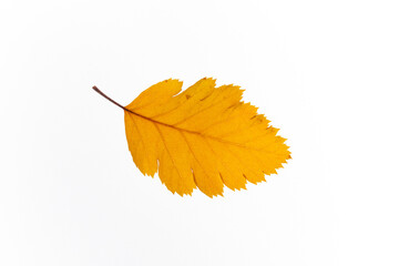 bright autumn leaves on a white, isolated background. colorful postcard on the autumn theme. fading nature close-up. desktop wallpapers. place for text