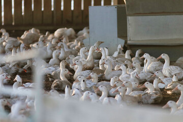 Fototapeta na wymiar Confinement élevage canard, poulet, grippe aviaire