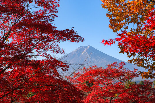 山梨県富士吉田市 紅葉の間から覗く富士山 新倉富士浅間神社の参道から