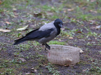 A crow sits on a plastic bird feeder
