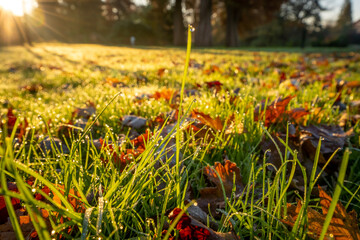 Jesienny trawnik w parku. Słonecznie, kolorowe liście, , zielona trawa z poranną rosą.