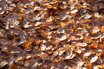 leaves in the middle of the forest