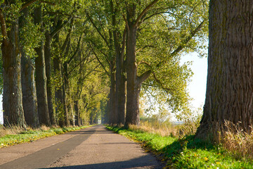 road with trees
