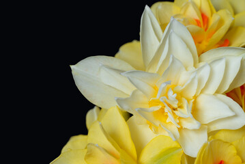 Obraz premium Beautiful decorative orange and white daffodils in the corner