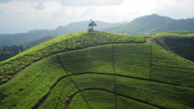Aerial view of the mountainous area with green tea fields