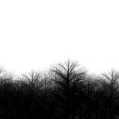 tree silhouette in the forest

