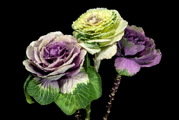 Bouquet of decorative cabbage brassica oleracea on a black background