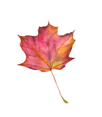 Red-orange autumn leaf from maple, watercolor illustration