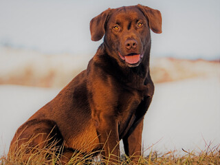 Portrait of happy chocolate Labrador Retriever sitting in winter meadow, looking at camera.