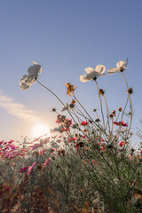 夕日をバックに咲くコスモス