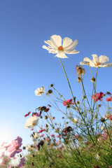 夕日をバックに咲くコスモス