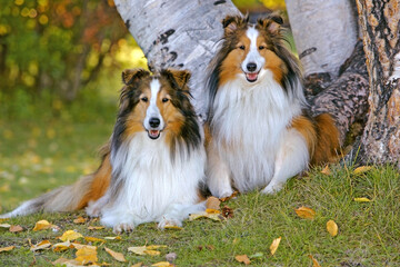 Two beautiful Shetland Sheepdog sitting together by birch tree, looking at camera, autumn leaves, colors.