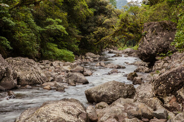 small river in the forest