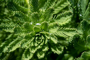水路に生えるフサモ