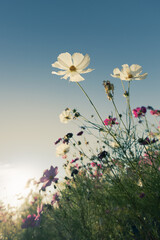 夕日に咲くコスモス